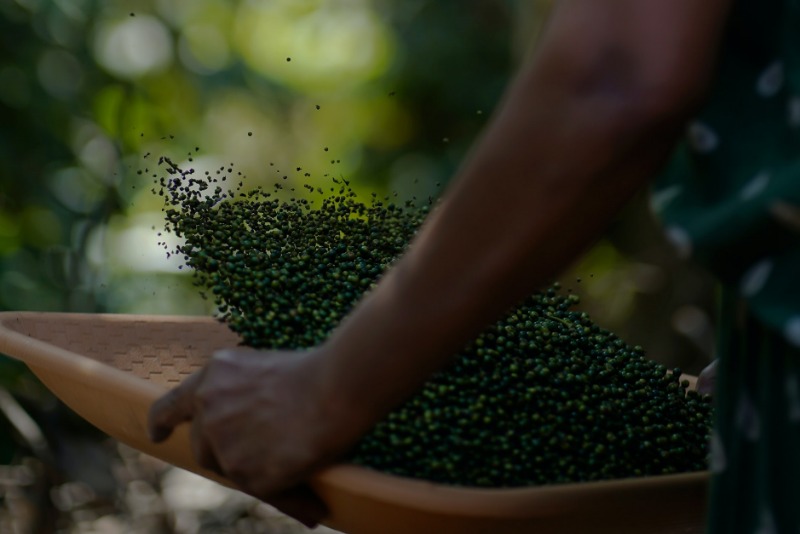 Spices in Kerala